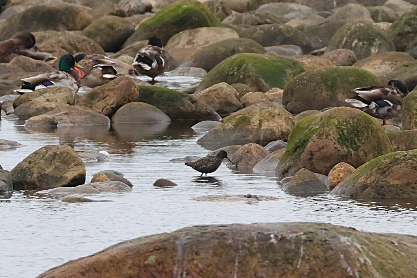 Spotted Redshank - ML637385855