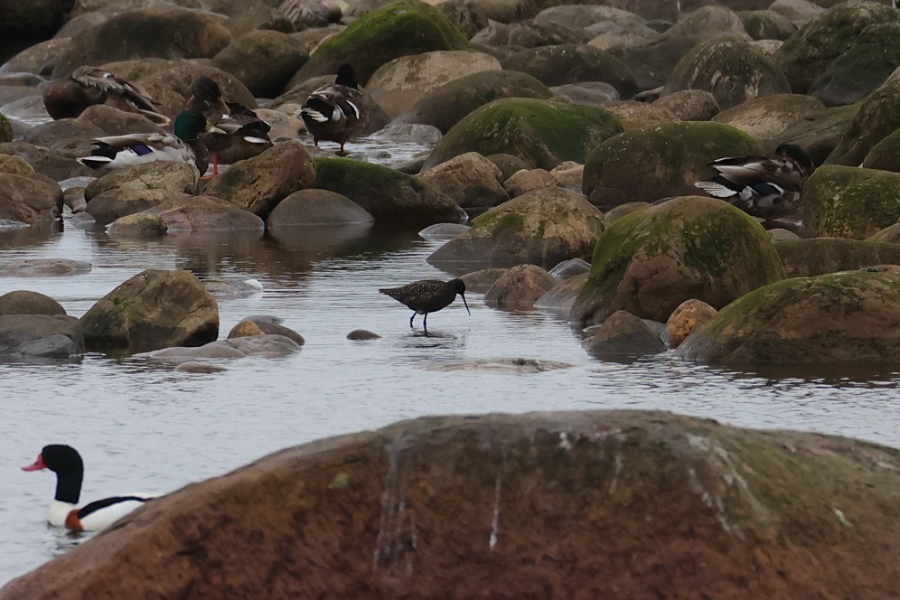 Spotted Redshank - ML637385856