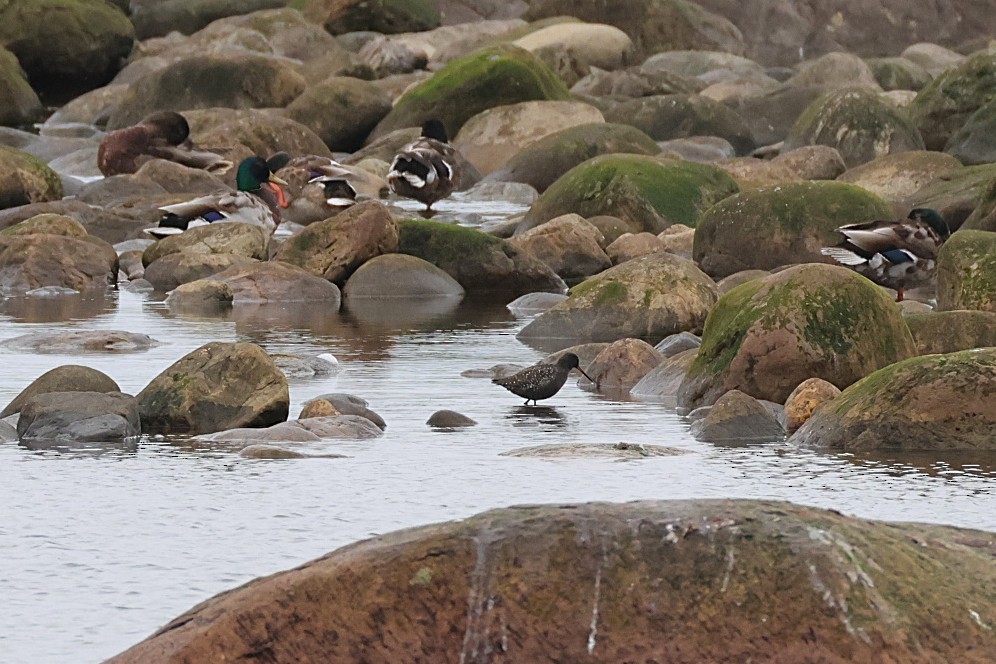 Spotted Redshank - ML637385857
