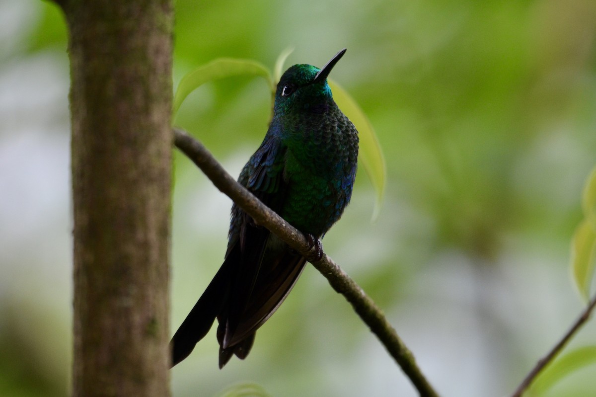 Green-crowned Brilliant - ML637385876