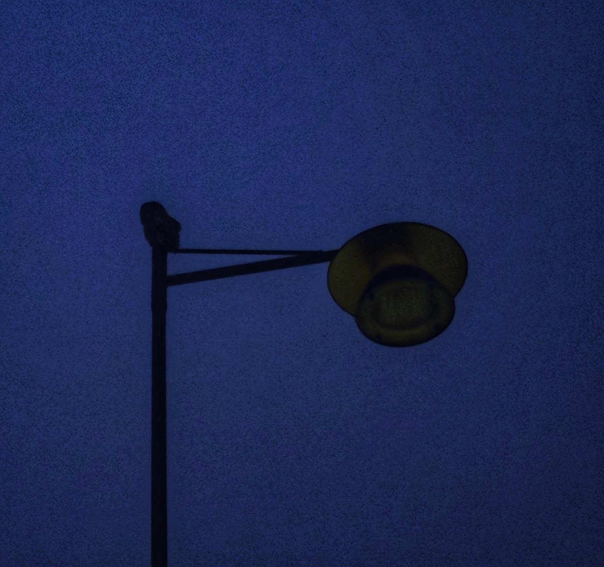 Tawny Owl - ML637385878