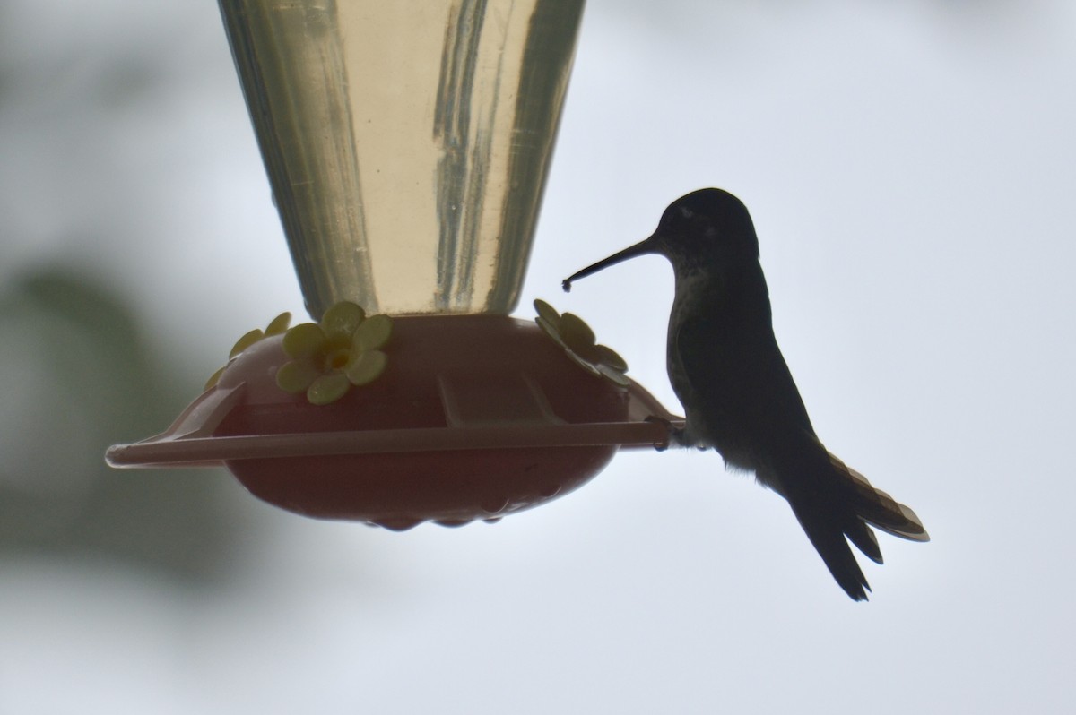 White-bellied Mountain-gem - ML637385884