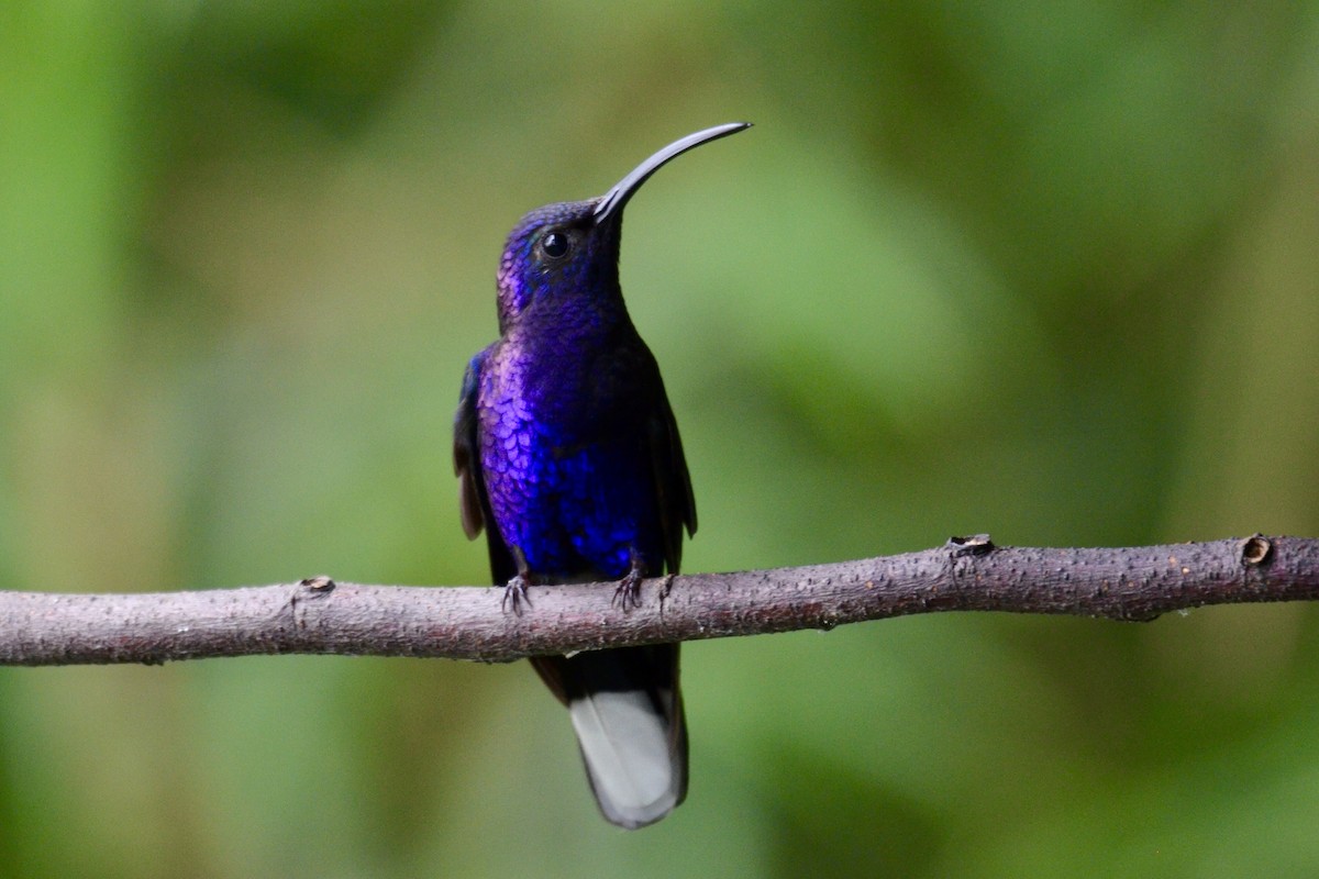 Violet Sabrewing - ML637385890