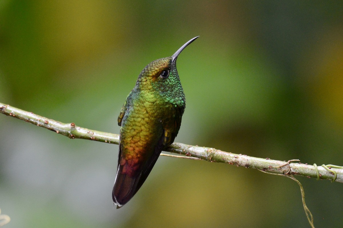 Coppery-headed Emerald - ML637385897