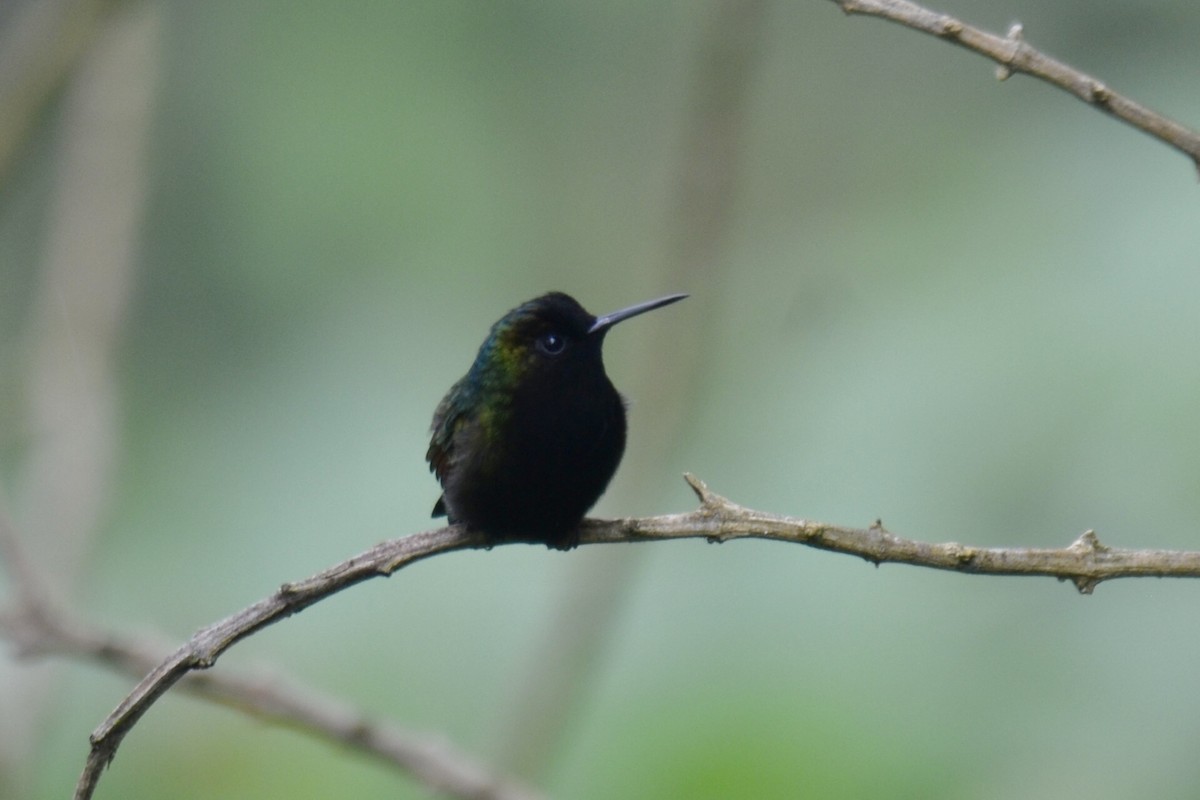 Black-bellied Hummingbird - ML637385899