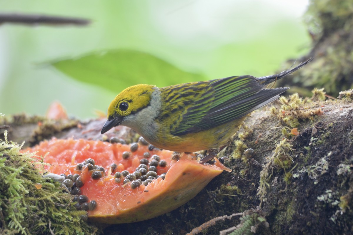 Silver-throated Tanager - ML637385917
