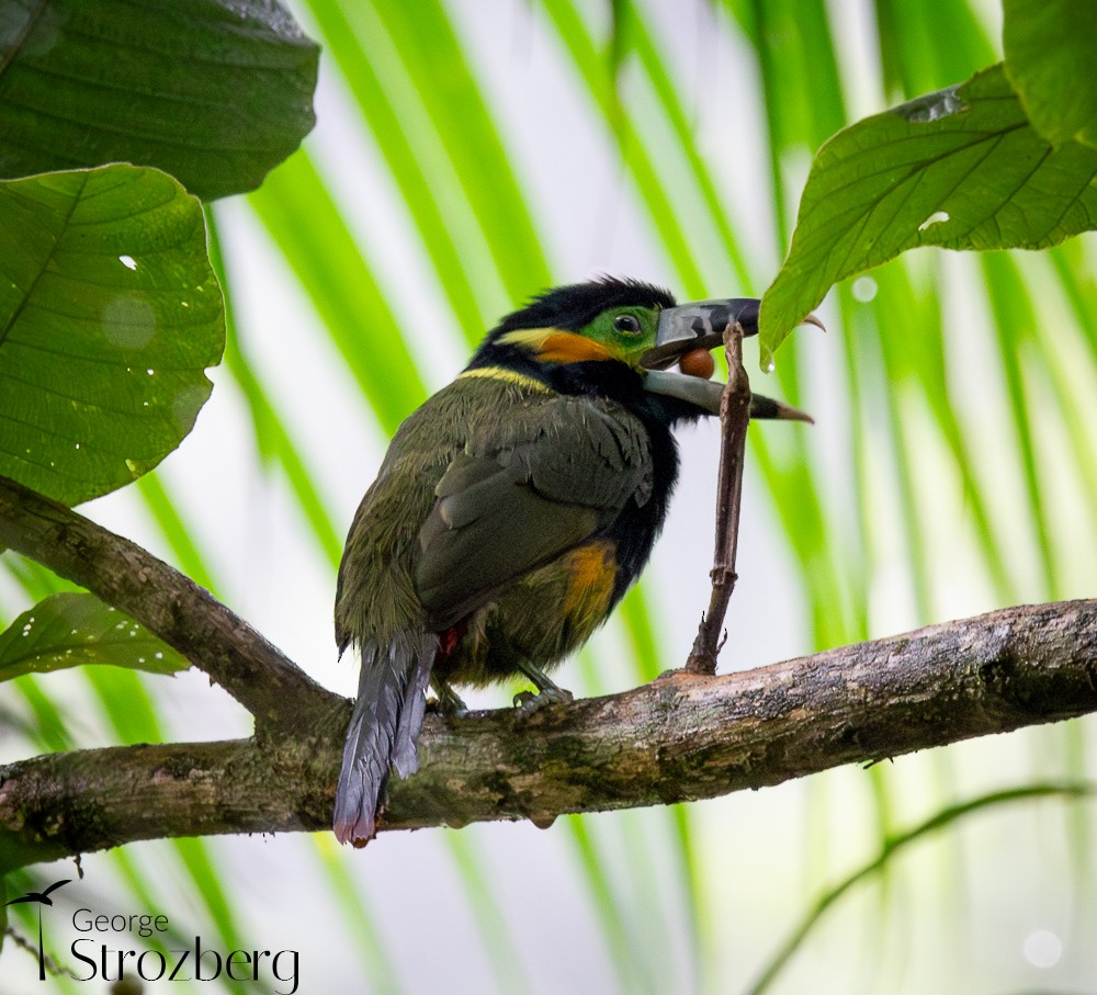 Spot-billed Toucanet - ML637385919