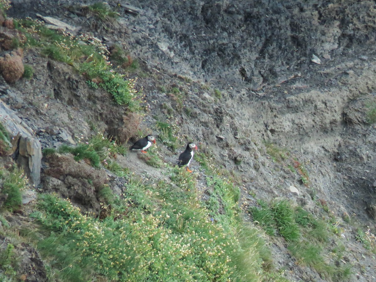 Pulcinella di mare - ML637385979