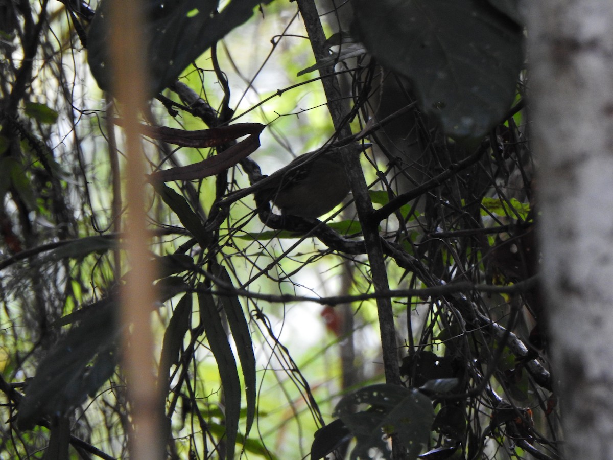 Thamnophilus sp. - ML637385986