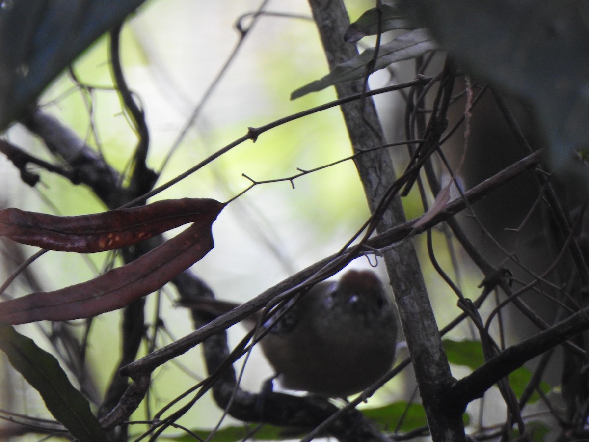 Thamnophilus sp. - ML637385987