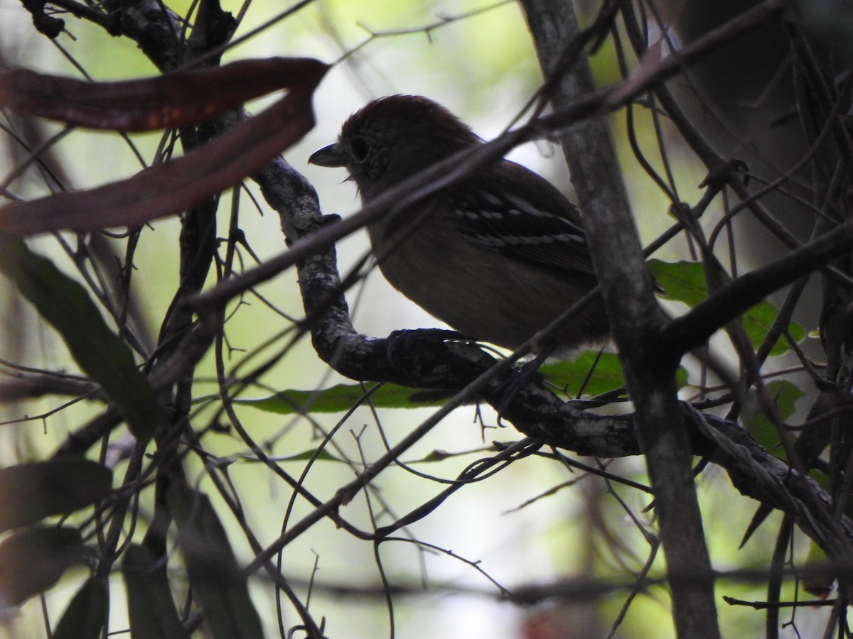 Thamnophilus sp. - ML637385990