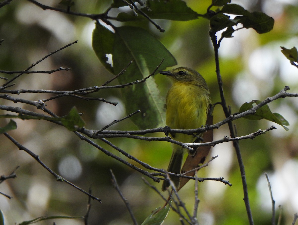 Yellow Tyrannulet - ML637385996