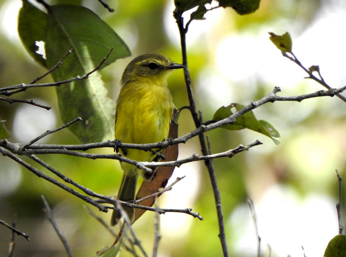 Yellow Tyrannulet - ML637385997