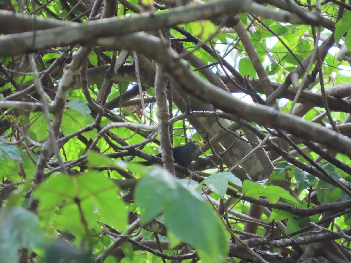 Blue Malkoha - ML637386034