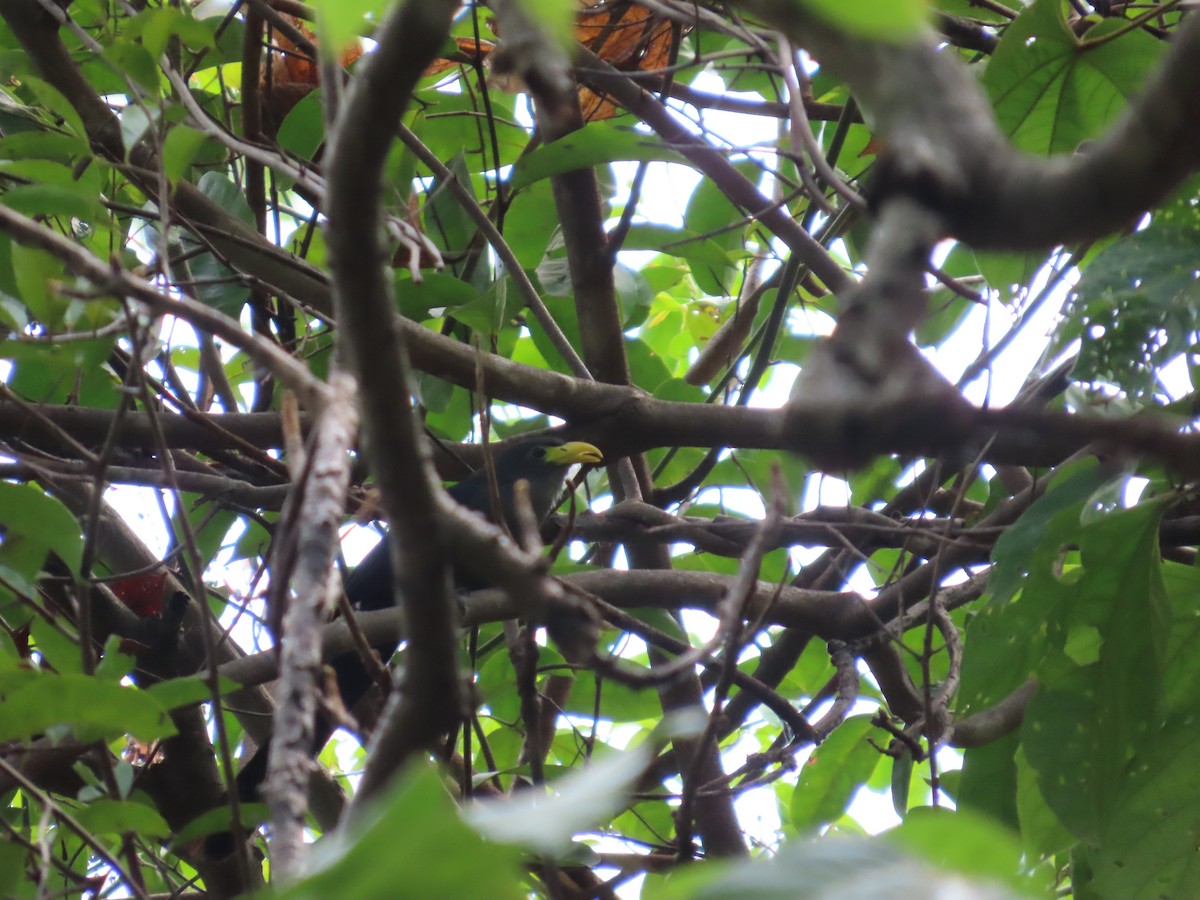 Blue Malkoha - ML637386035