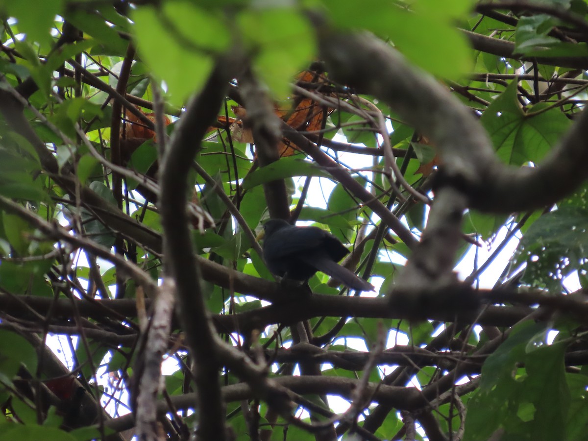 Blue Malkoha - ML637386036