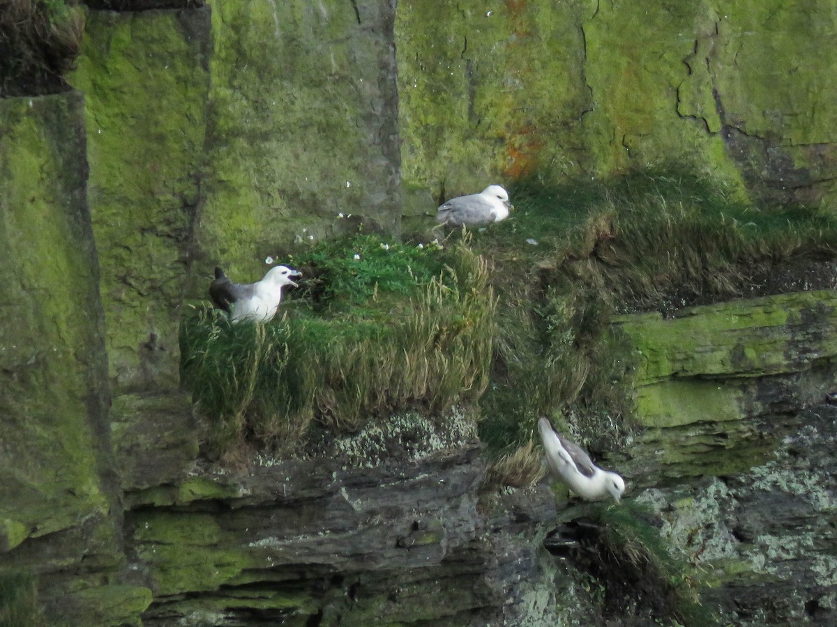 Fulmaro - ML637386055