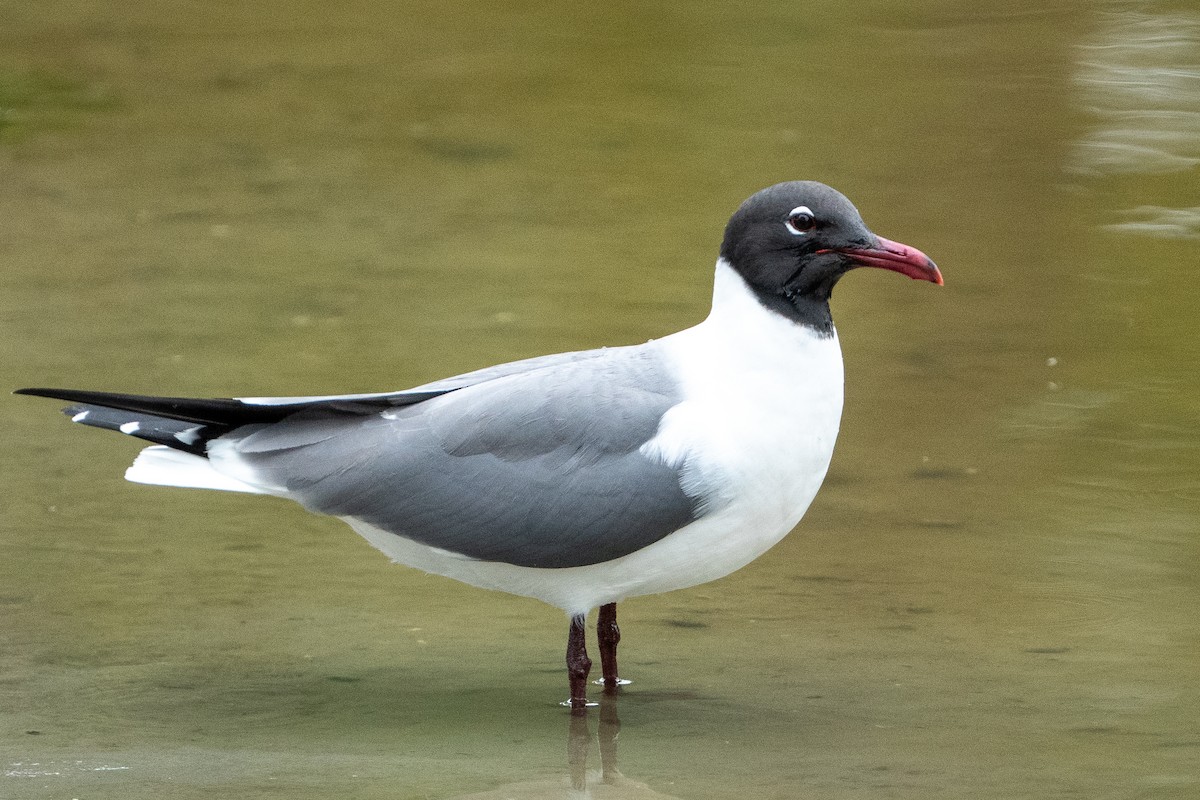 Laughing Gull - ML637386076