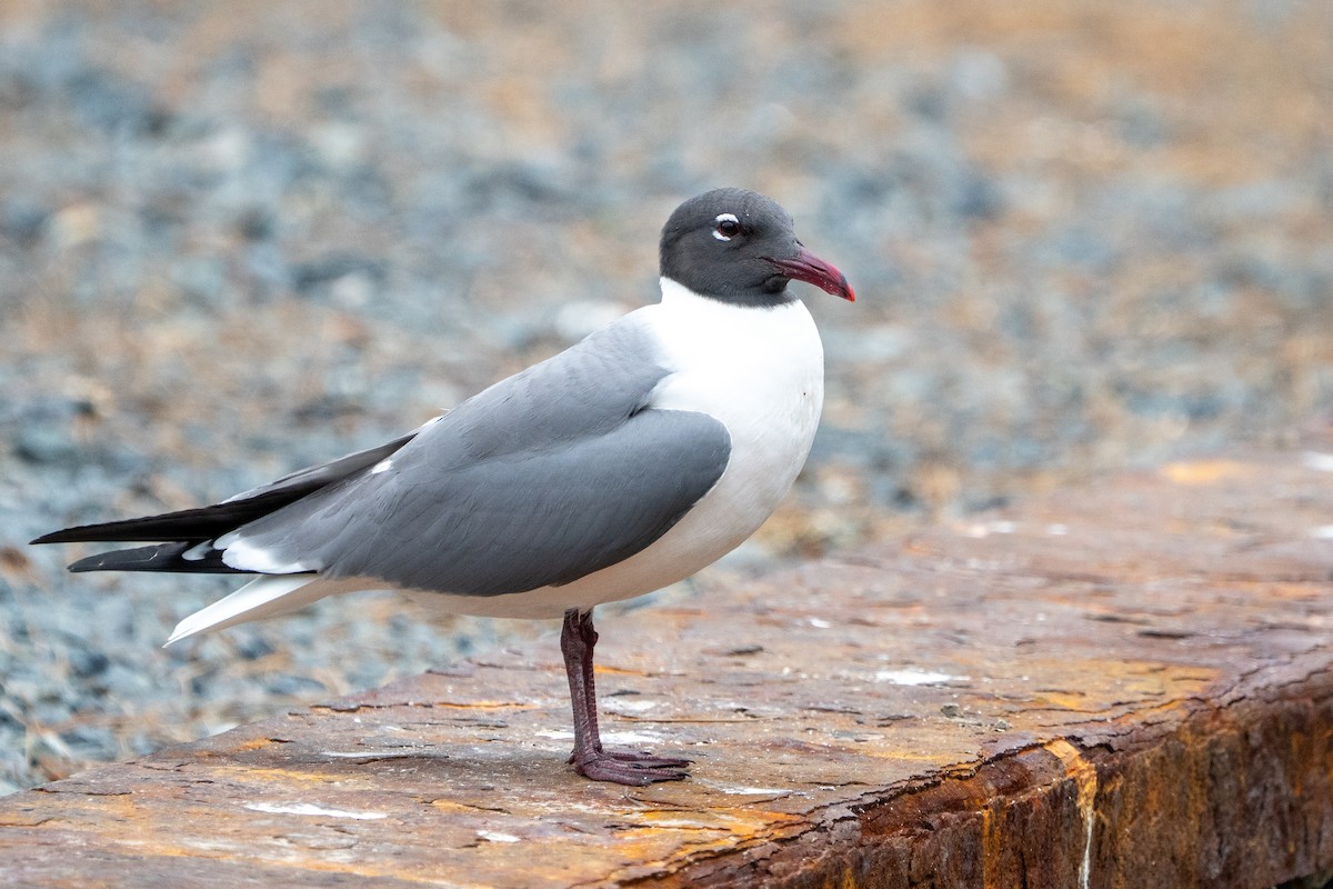 Laughing Gull - ML637386077