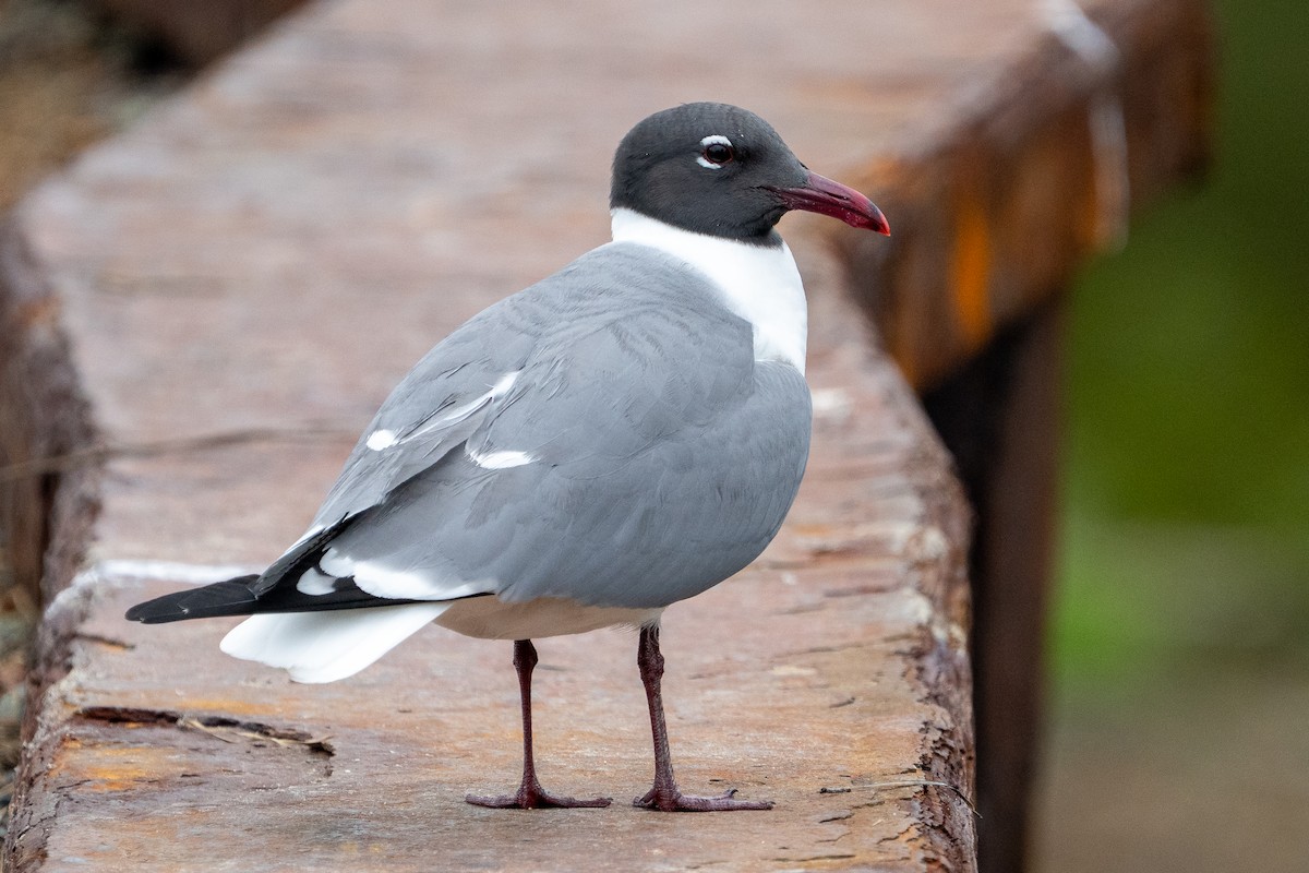 Laughing Gull - ML637386078