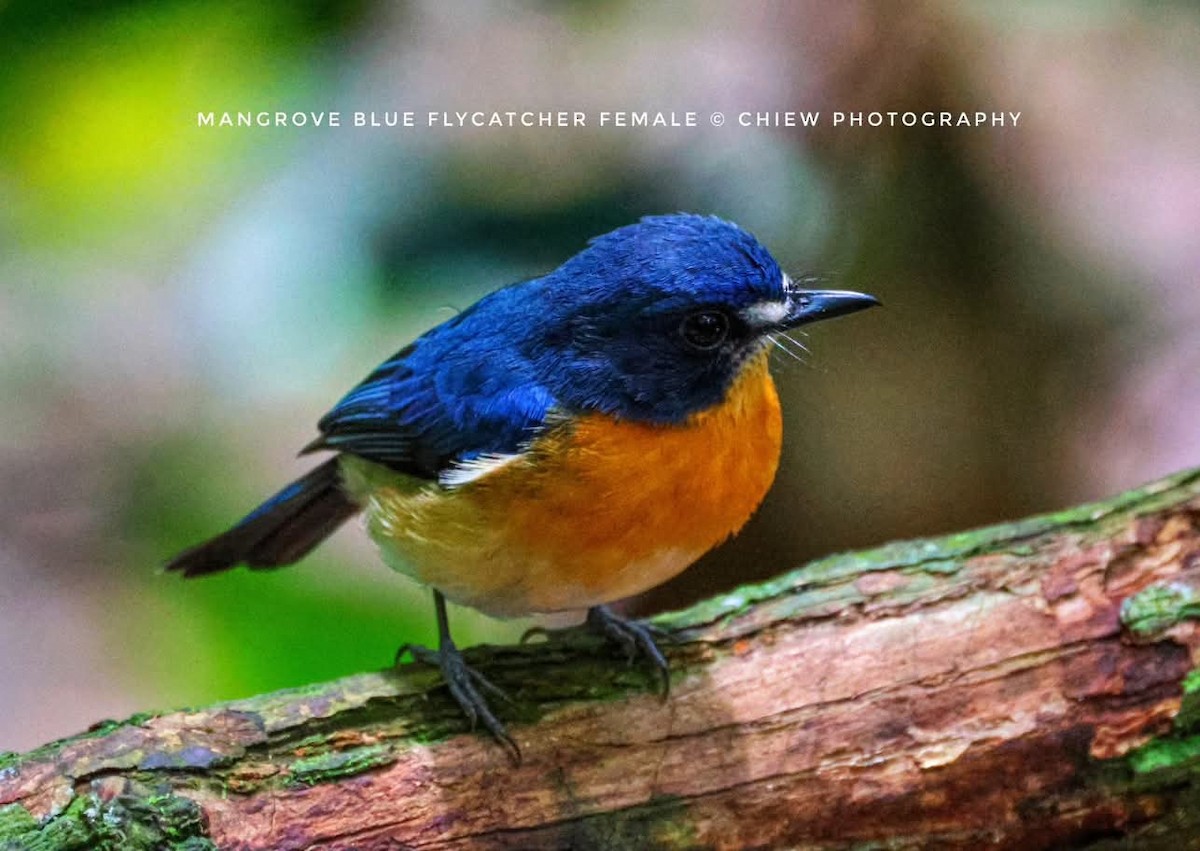 Mangrove Blue Flycatcher - ML637386085