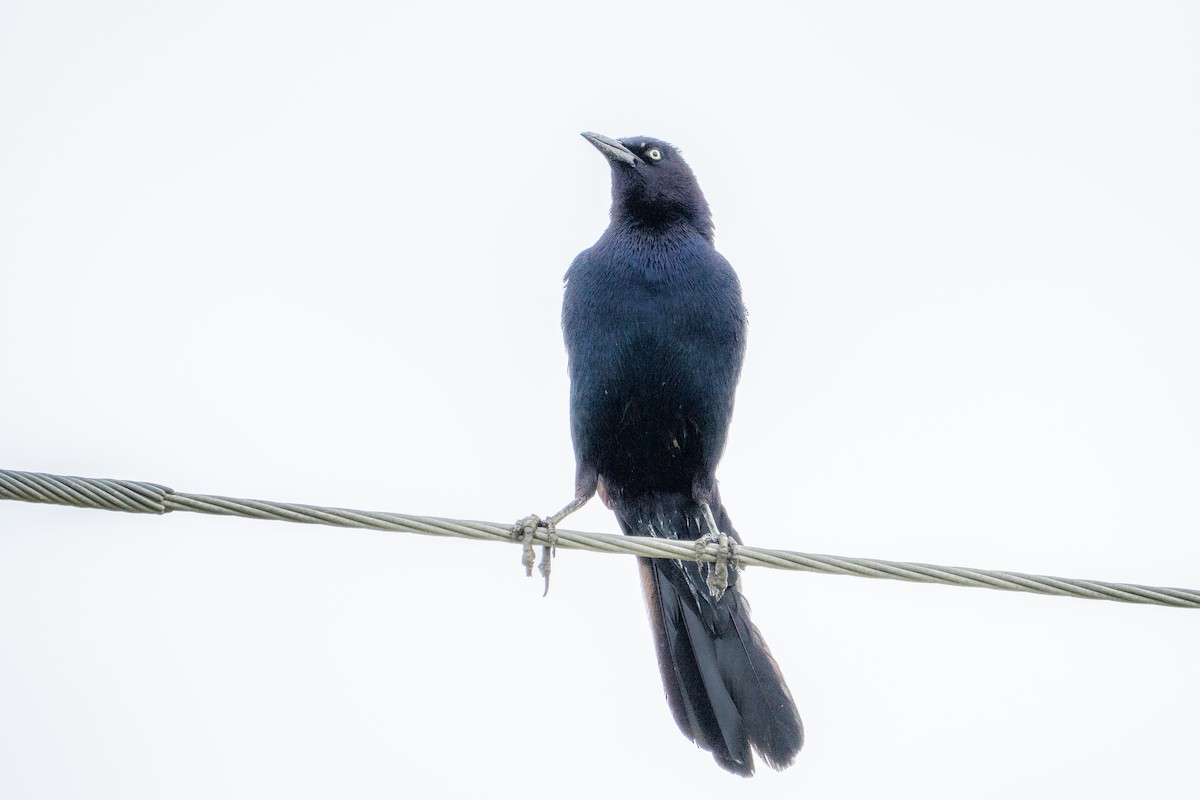 Boat-tailed Grackle - ML637386095