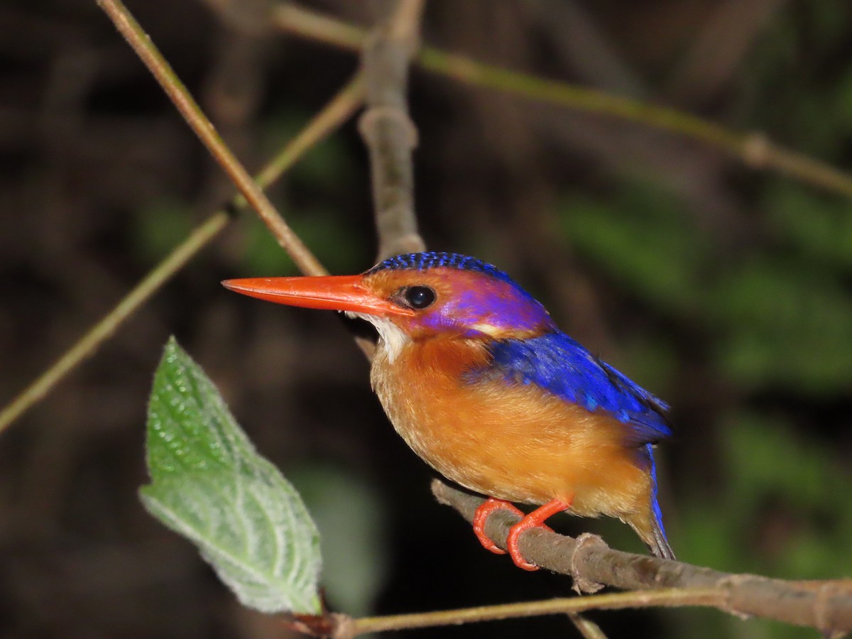 African Pygmy Kingfisher - ML637386136