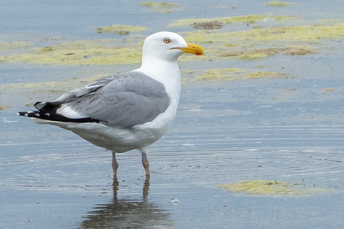 American Herring Gull - ML637386164
