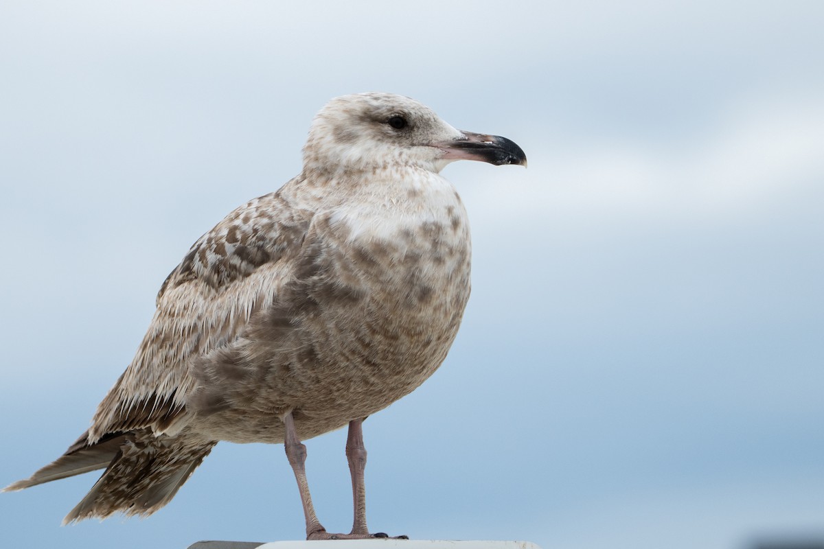 American Herring Gull - ML637386165
