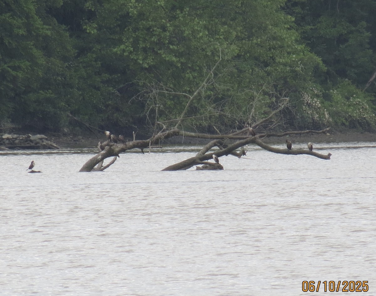 Double-crested Cormorant - ML637386168