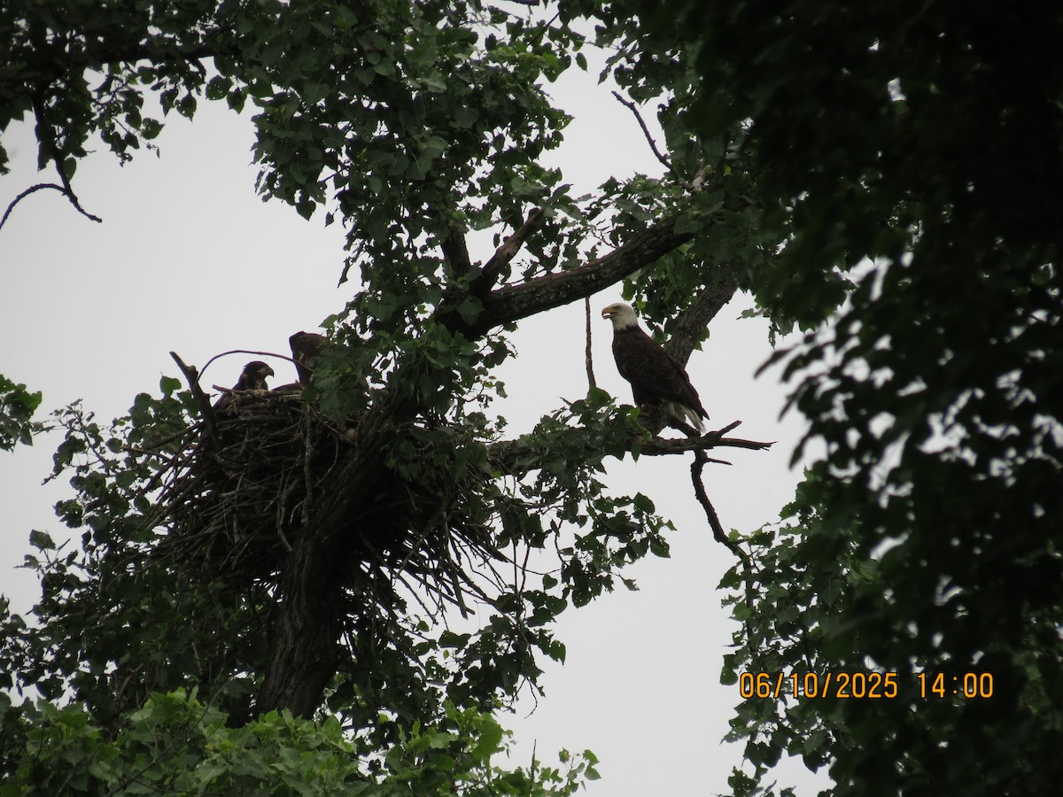 Bald Eagle - ML637386193
