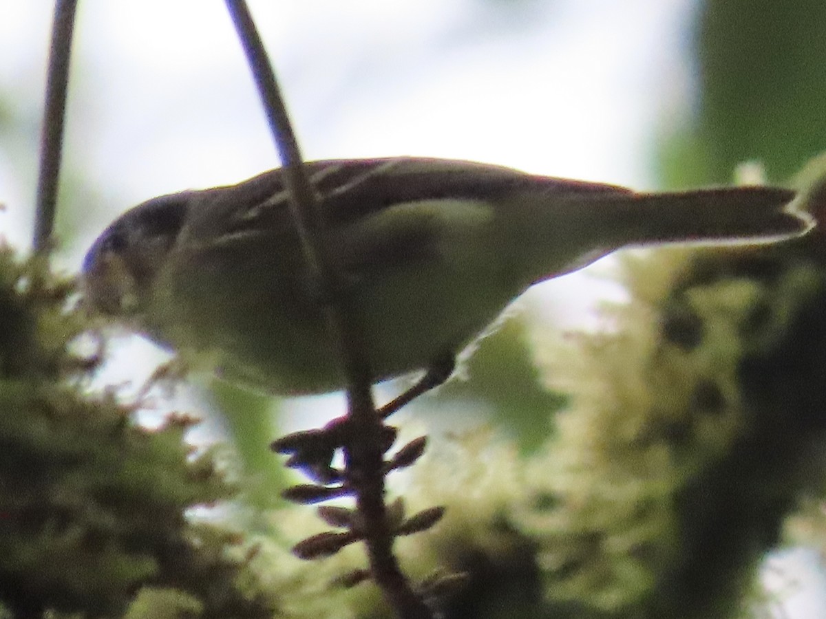 new world flycatcher sp. - ML637386194