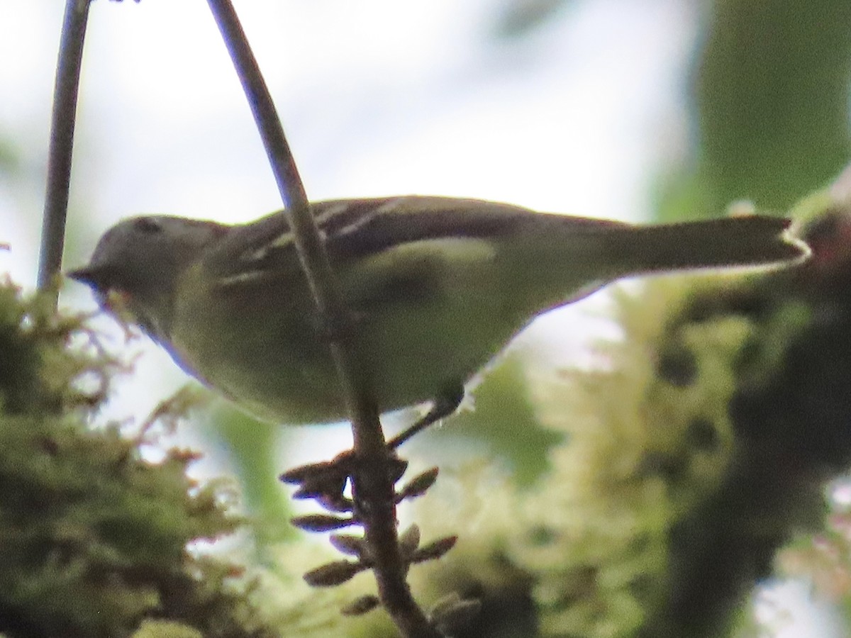 new world flycatcher sp. - ML637386195