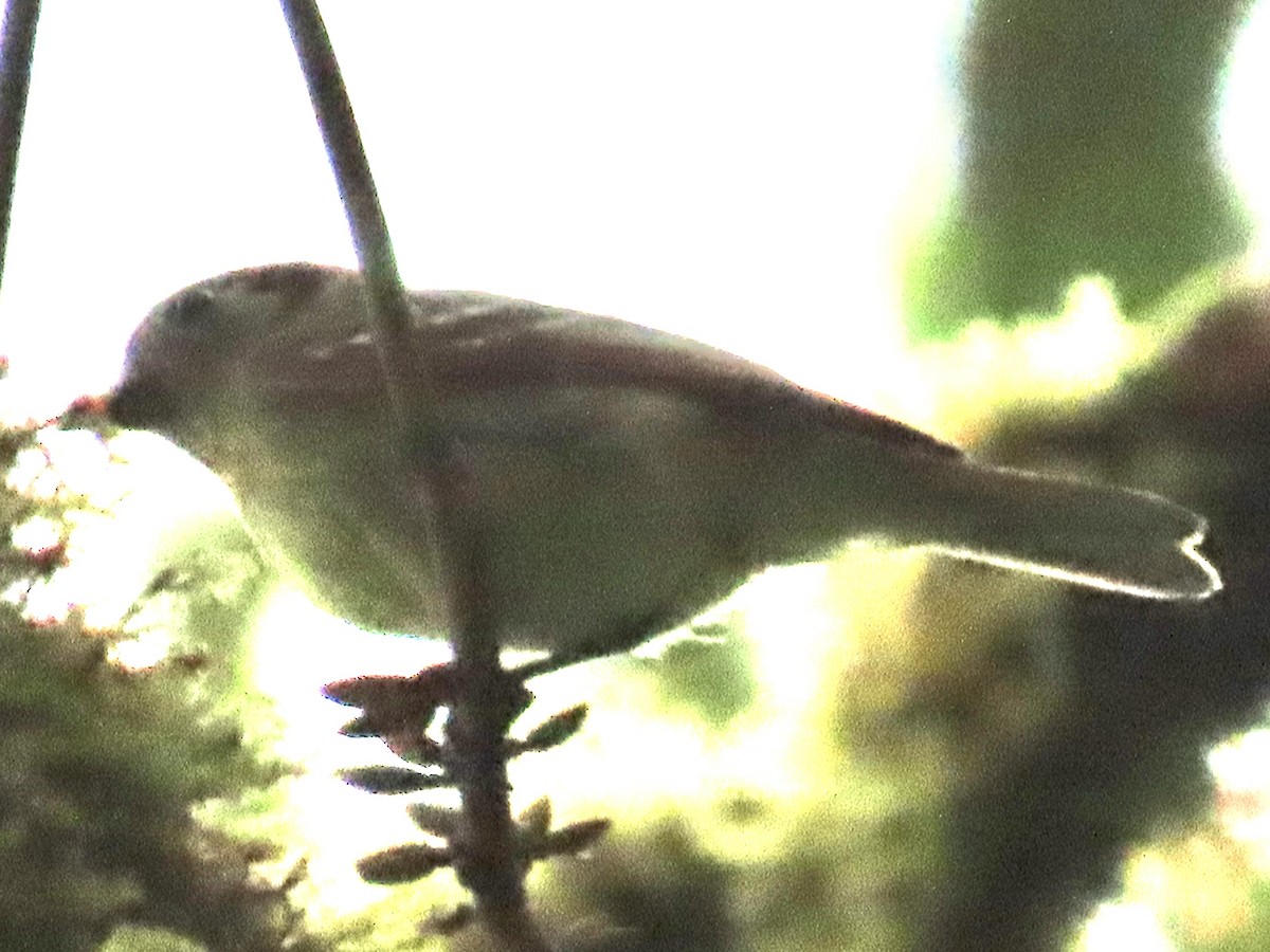 new world flycatcher sp. - ML637386196