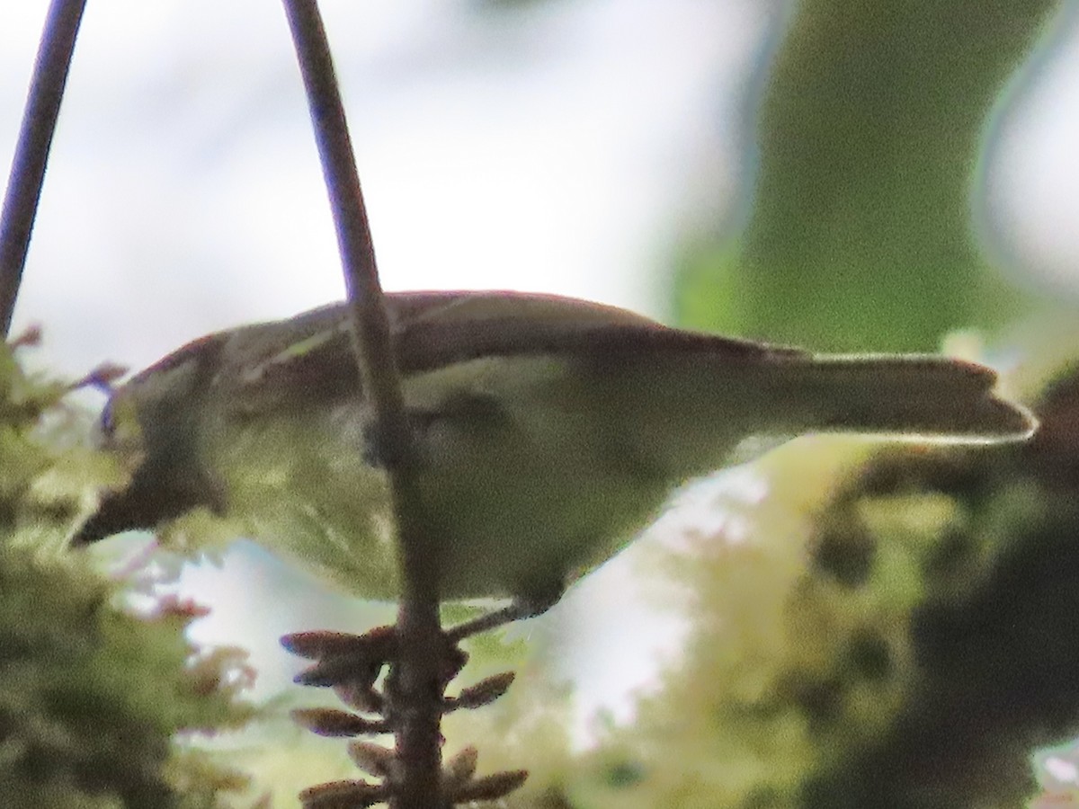 new world flycatcher sp. - ML637386197