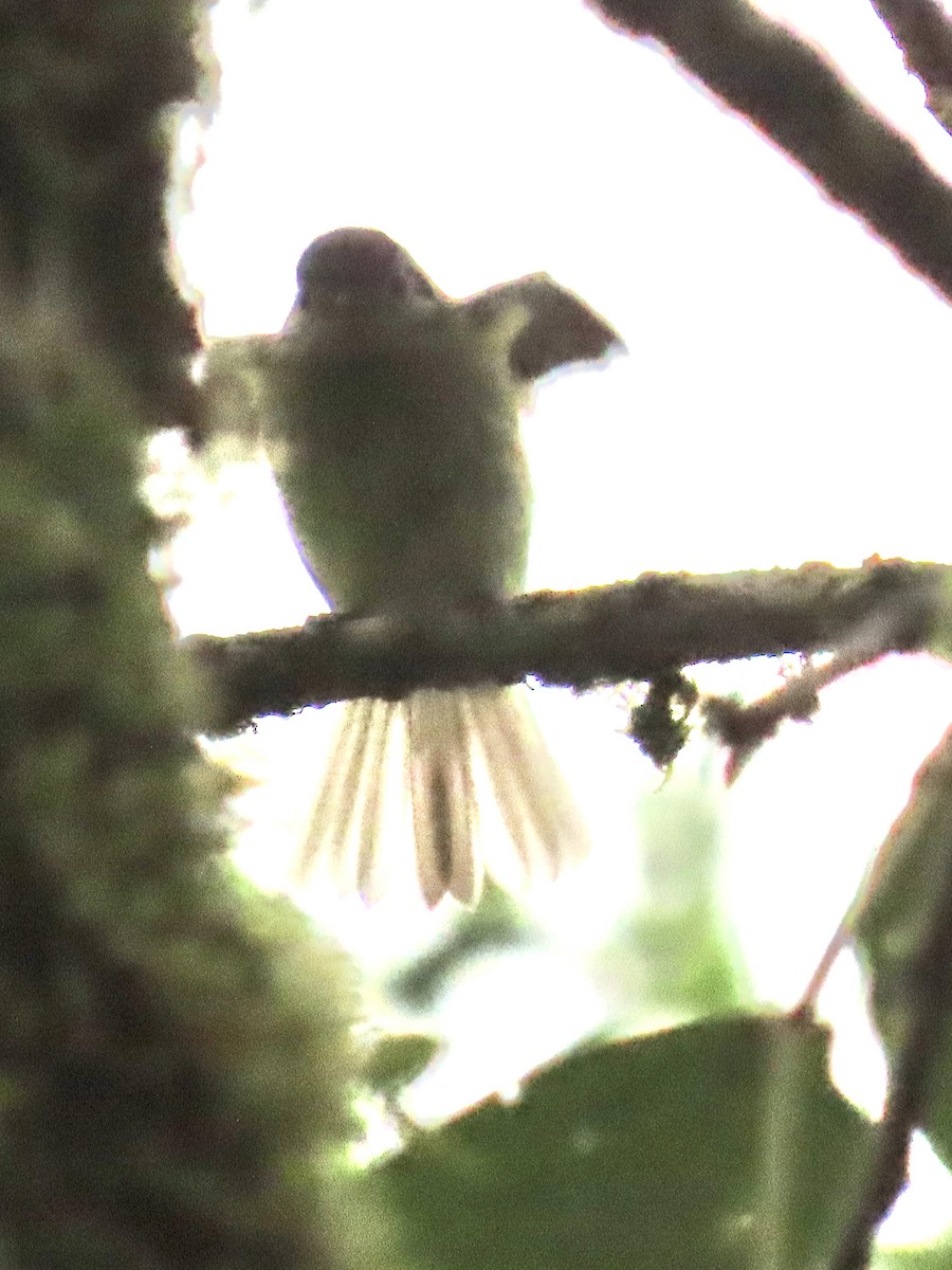 new world flycatcher sp. - ML637386198