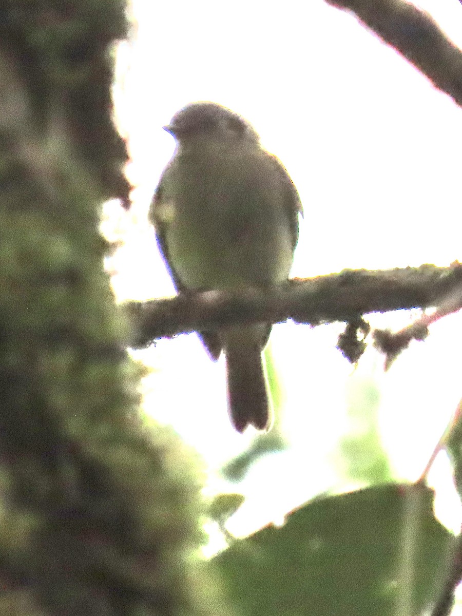 new world flycatcher sp. - ML637386199