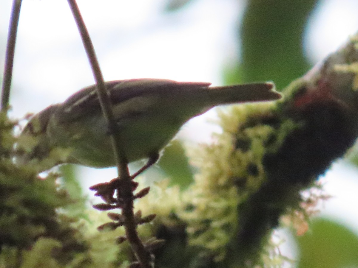 new world flycatcher sp. - ML637386200