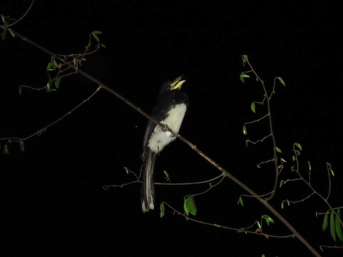 West African Pied Hornbill - ML637386231