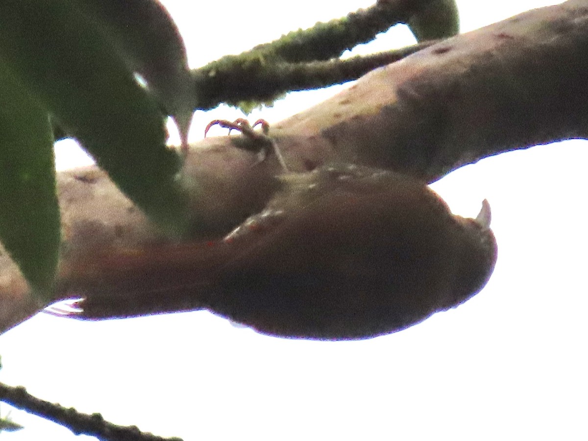 Montane Woodcreeper - ML637386247