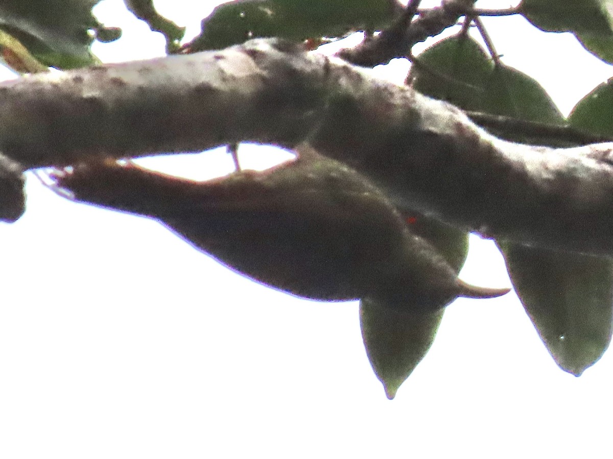 Montane Woodcreeper - ML637386248