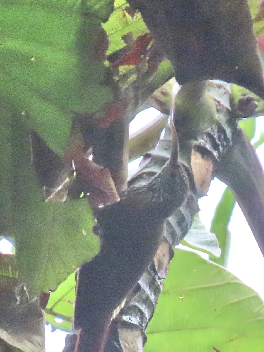 Montane Woodcreeper - ML637386249