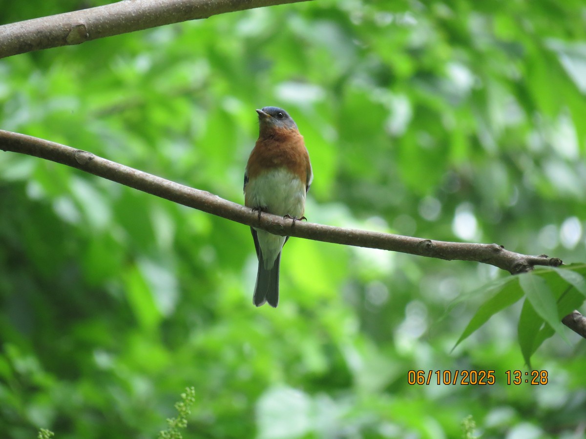 Eastern Bluebird - ML637386271
