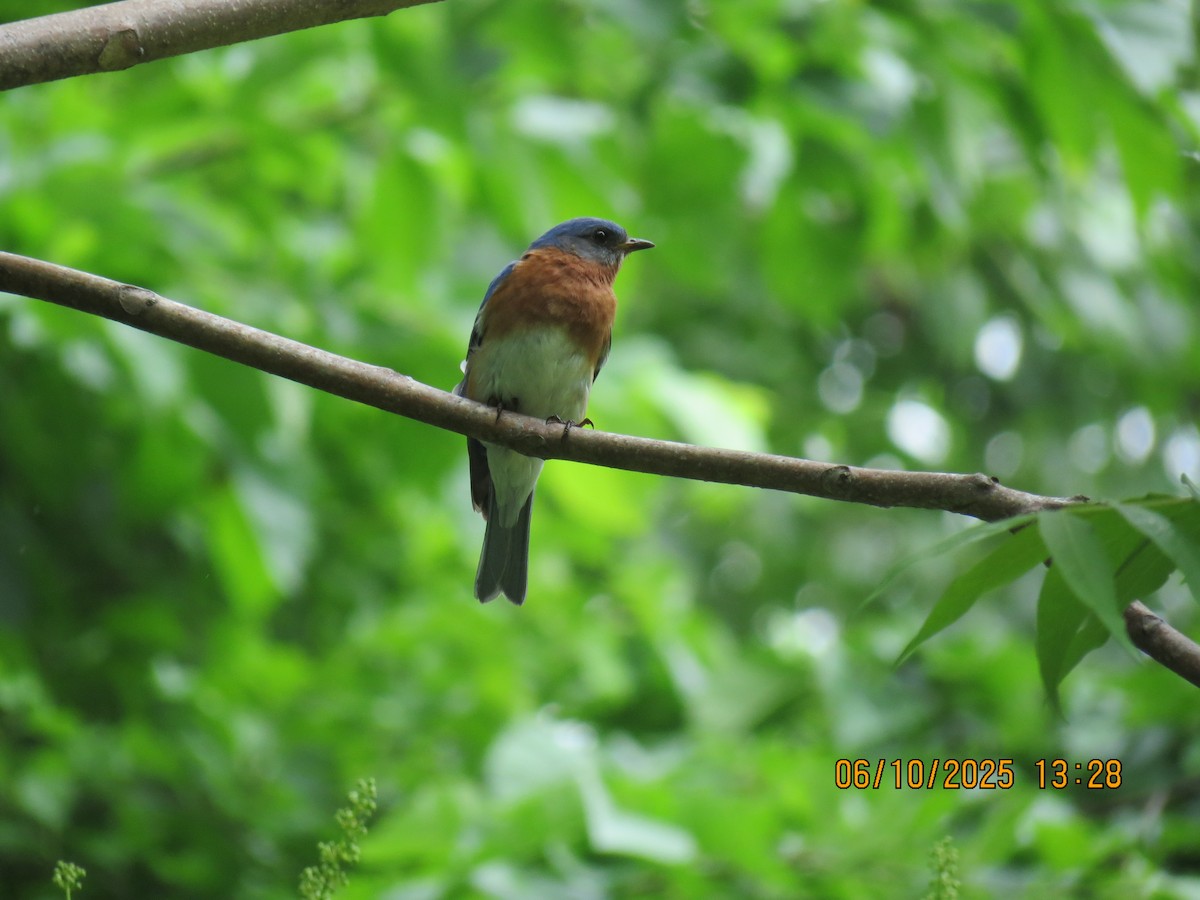 Eastern Bluebird - ML637386272
