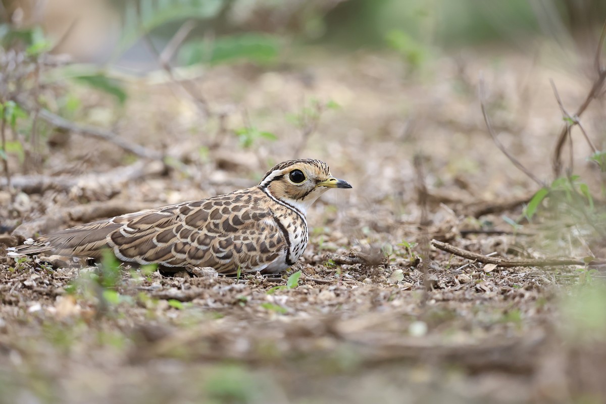 Three-banded Courser - ML637386287