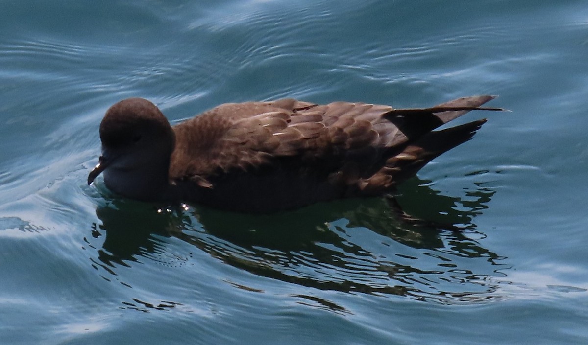 Short-tailed Shearwater - ML637386289