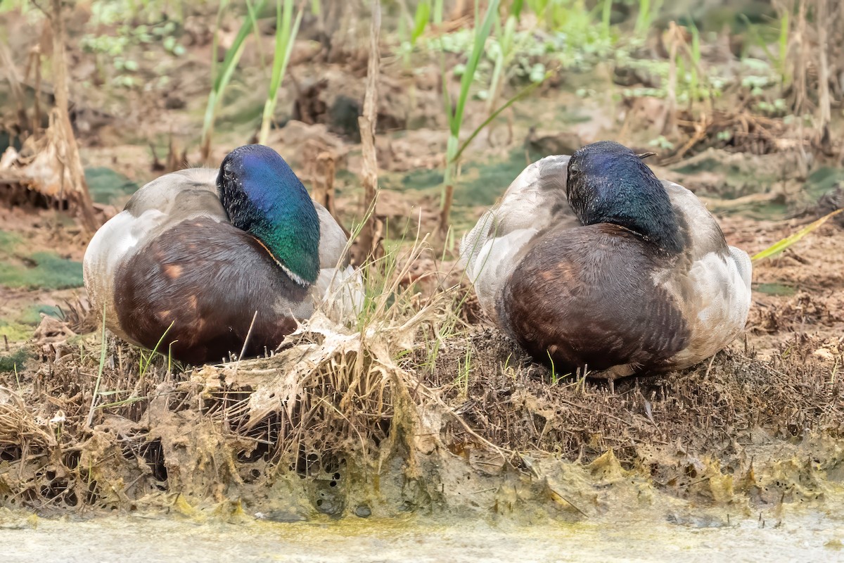 Mallard - ML637386307