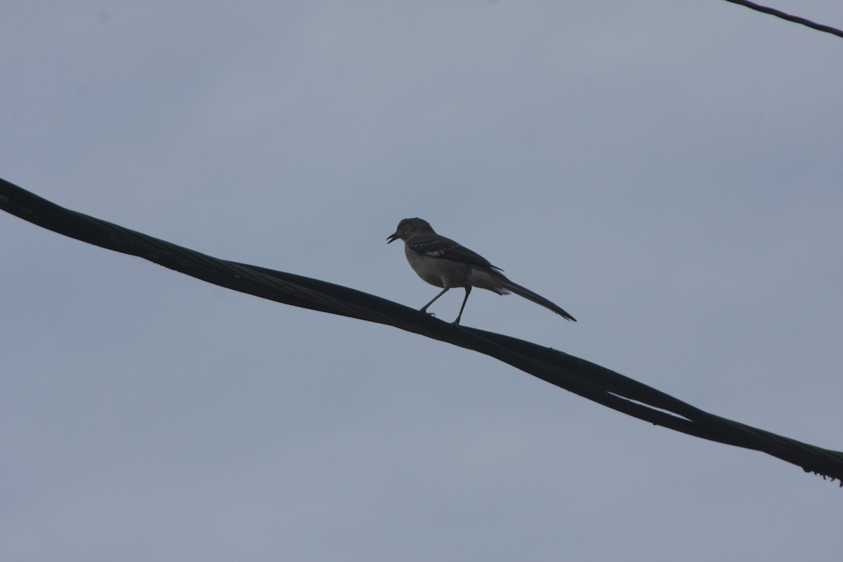 Northern Mockingbird - ML637386325