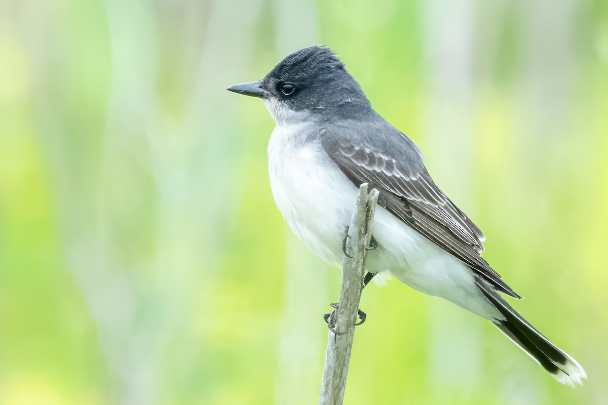 Eastern Kingbird - ML637386333