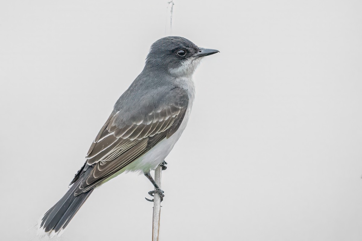 Eastern Kingbird - ML637386334